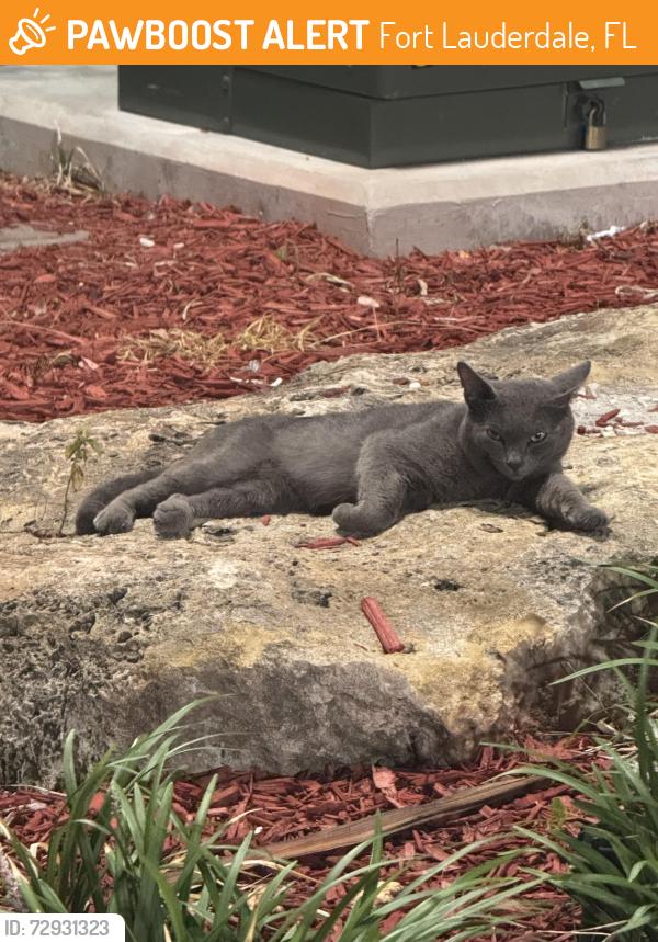 Found/Stray Unknown Cat last seen Flanigans Parking Lot, Fort Lauderdale, FL 33312