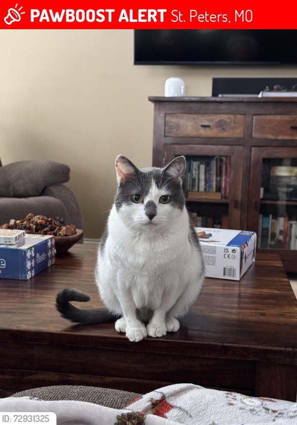Lost Female Cat last seen Knaust , St. Peters, MO 63376