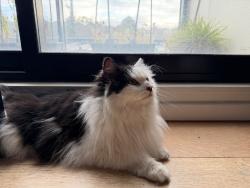 Reunited Male Cat last seen The Avenue and Victoria Street, Oak Park, VIC 3046