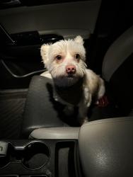 Reunited Male Dog last seen Rogers Rd. In between Sugar and Bus. 281, Edinburg, TX 78541