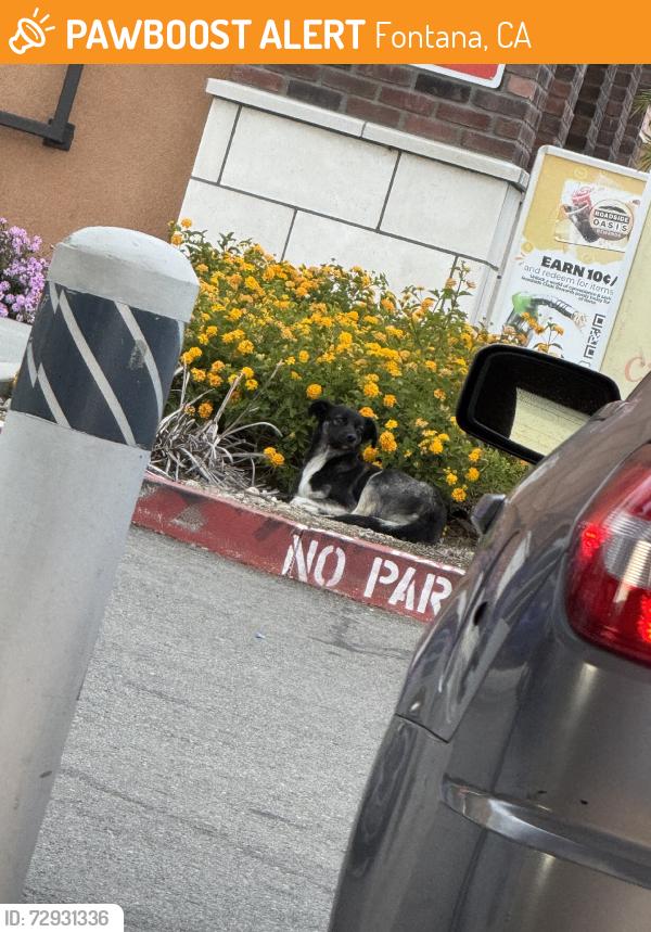 Found/Stray Unknown Dog last seen Chevron on Alder Ave, Fontana, CA 92331
