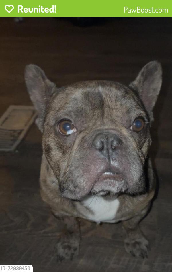 Reunited Male Dog last seen Coors, Albuquerque, NM 87121