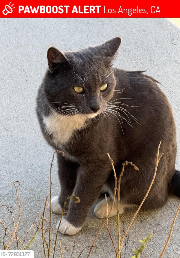 Lost Male Cat last seen Yolanda Ave / Community St., Los Angeles, CA 91324