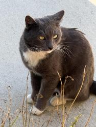 Lost Male Cat last seen Yolanda Ave / Community St., Los Angeles, CA 91324