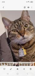 Lost Female Cat last seen Edward Jones, Suffolk, VA 23435