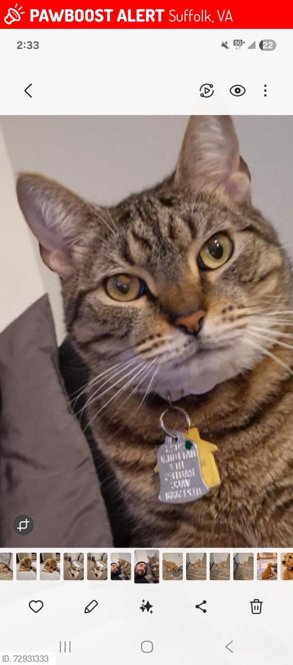 Lost Female Cat last seen Edward Jones, Suffolk, VA 23435