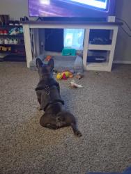 Reunited Unknown Dog last seen NW 39th St, Warr Acres, OK 73122