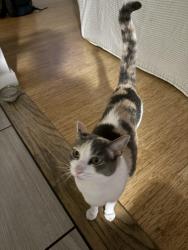 Reunited Female Cat last seen Lincoln & Wilbur, Oakland, CA 94602