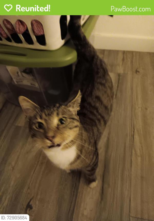 Reunited Male Cat last seen Western and SW 62nd St, Oklahoma City, OK 73139