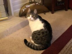 Reunited Female Cat last seen Bastenchury andValencia Ave in Placentia Ca, Placentia, CA 92870