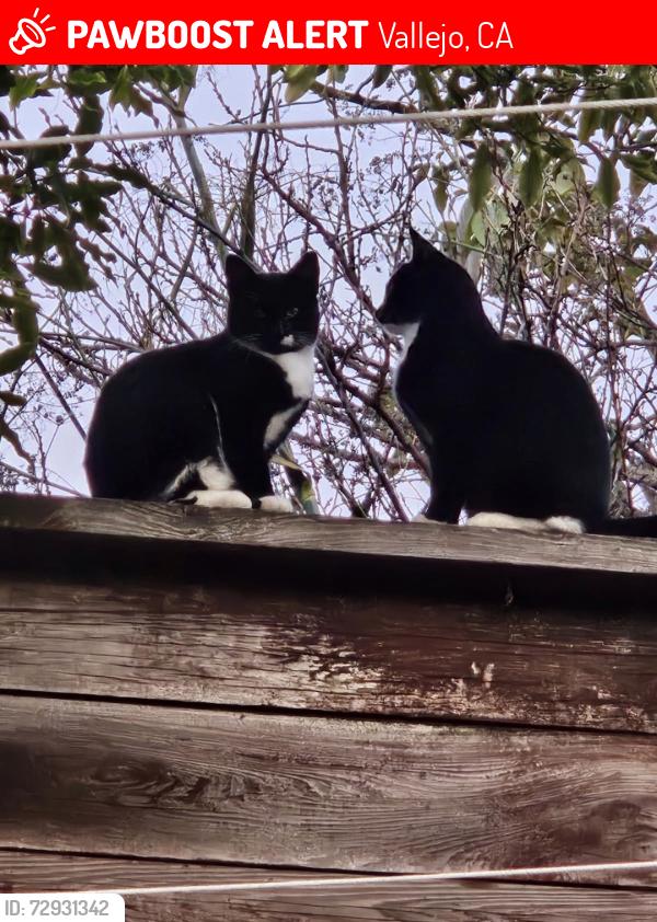 Lost Female Cat last seen Redwood St, Vallejo, CA 94589