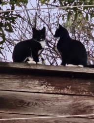 Lost Female Cat last seen Redwood St, Vallejo, CA 94589