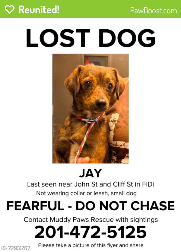 Reunited Male Dog last seen John St, New York, NY 10038, USA, New York, NY 10038