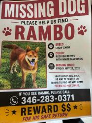 Lost Male Dog last seen Bellaire and turtle wood , Houston, TX 77072