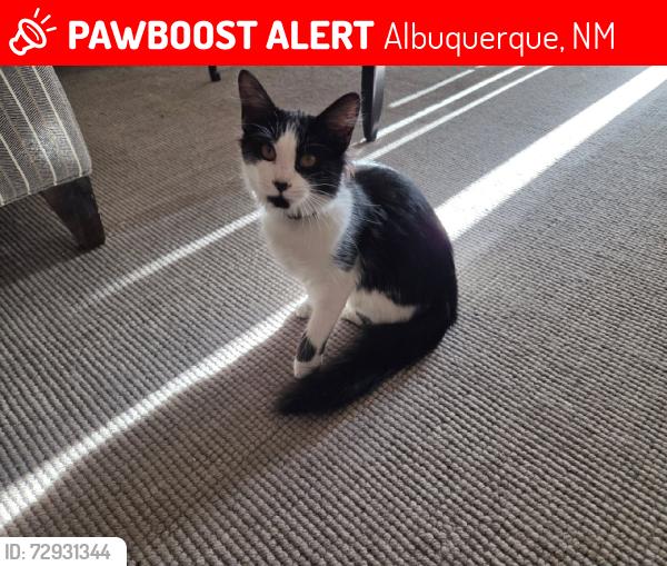 Lost Female Cat last seen Near coors blvd nw, Albuquerque, NM 87120