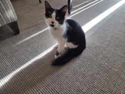 Lost Female Cat last seen Near coors blvd nw, Albuquerque, NM 87120