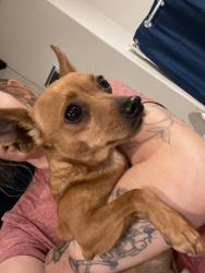 Reunited Male Dog last seen Cypress kidder, Covina, CA 91724
