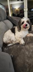 Reunited Female Dog last seen Oak Ave Parkway, Folsom, CA 95630