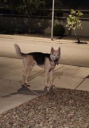 Found/Stray Male Dog last seen Pueblo and 67th ln, Phoenix, AZ 85043