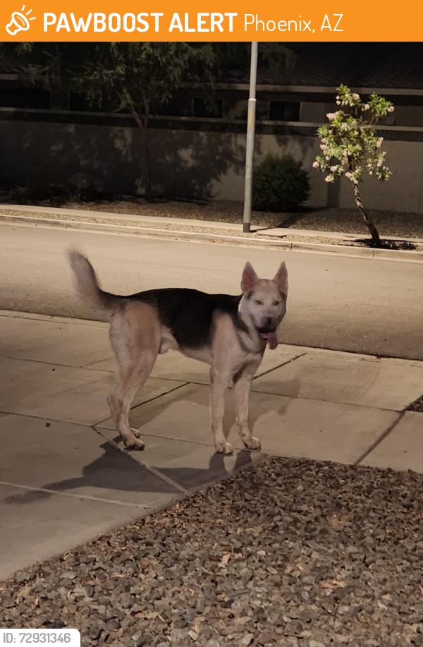 Found/Stray Male Dog last seen Pueblo and 67th ln, Phoenix, AZ 85043