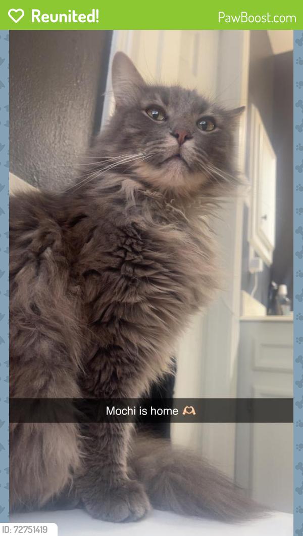 Reunited Male Cat last seen River Plantation Subdivision, Conroe, TX 77302