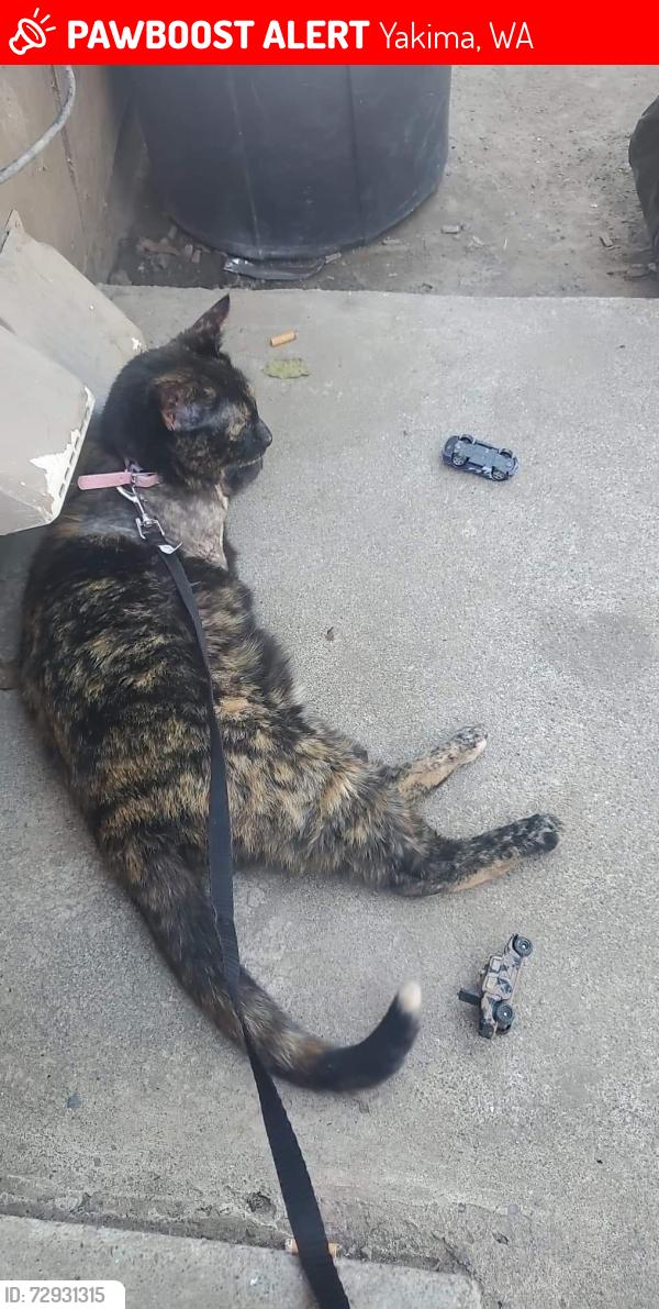 Lost Female Cat last seen Keys road, Yakima, WA 98901