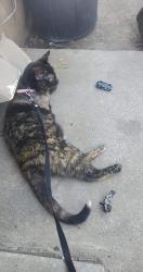 Lost Female Cat last seen Keys road, Yakima, WA 98901