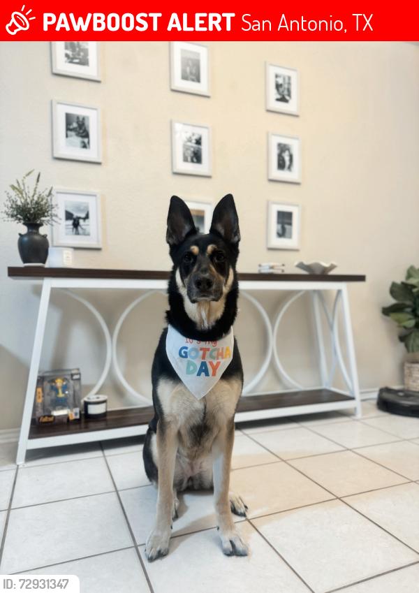 Lost Female Dog last seen Evans/bulverde , San Antonio, TX 78259