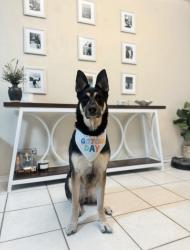 Lost Female Dog last seen Evans/bulverde , San Antonio, TX 78259