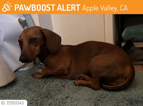 Found/Stray Female Dog last seen Rancherias and Rincon, Apple Valley, CA 92307