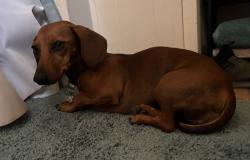 Found/Stray Female Dog last seen Rancherias and Rincon, Apple Valley, CA 92307