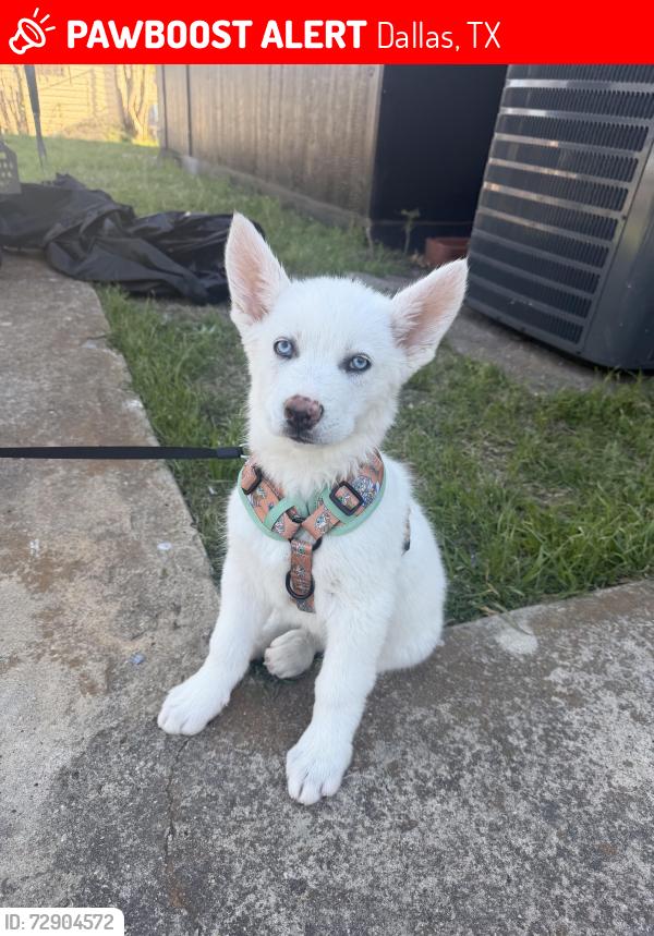 Lost Male Dog last seen Bonnie view , Dallas, TX 75241