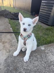 Lost Male Dog last seen Bonnie view , Dallas, TX 75241