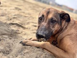Reunited Female Dog last seen Flora Hill Park (Lafayette Ave & E. Westover Ave), Colonial Heights, VA 23834