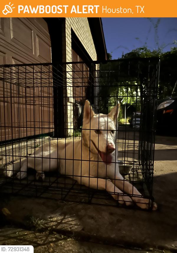 Found/Stray Female Dog last seen Near w airport boulevard 77031, Houston, TX 77031