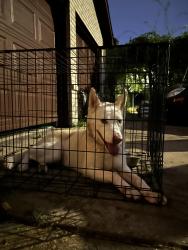 Found/Stray Female Dog last seen Near w airport boulevard 77031, Houston, TX 77031