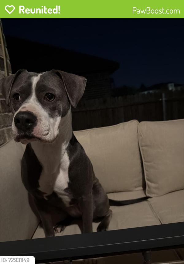 Reunited Female Dog last seen Riverside drive and fossil creek blvd. May have been on the golf course , Fort Worth, TX 76137