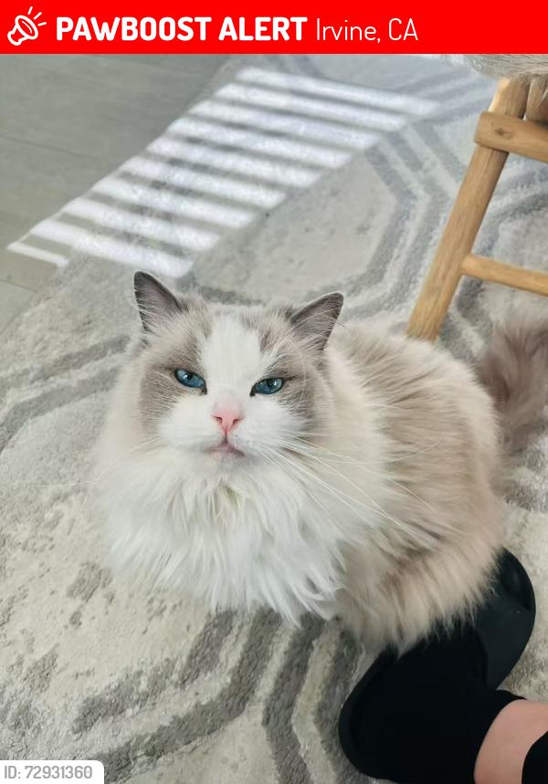 Lost Female Cat last seen Near keeper, Irvine, CA 92618