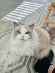 Lost Female Cat last seen Near keeper, Irvine, CA 92618