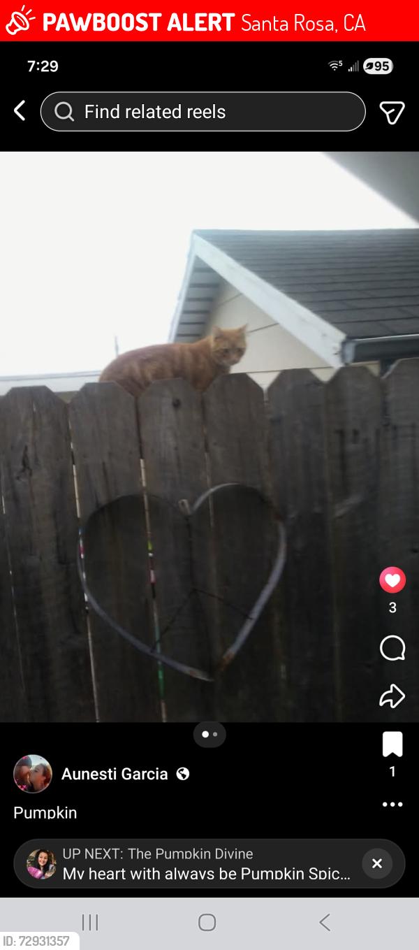 Lost Male Cat last seen Bennet Valley rd & Grand Ave , Santa Rosa, CA 95404