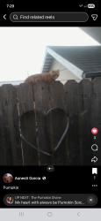 Lost Male Cat last seen Bennet Valley rd & Grand Ave , Santa Rosa, CA 95404