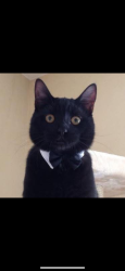 Lost Male Cat last seen Meadowlark and Eagle, Vacaville, CA 95687