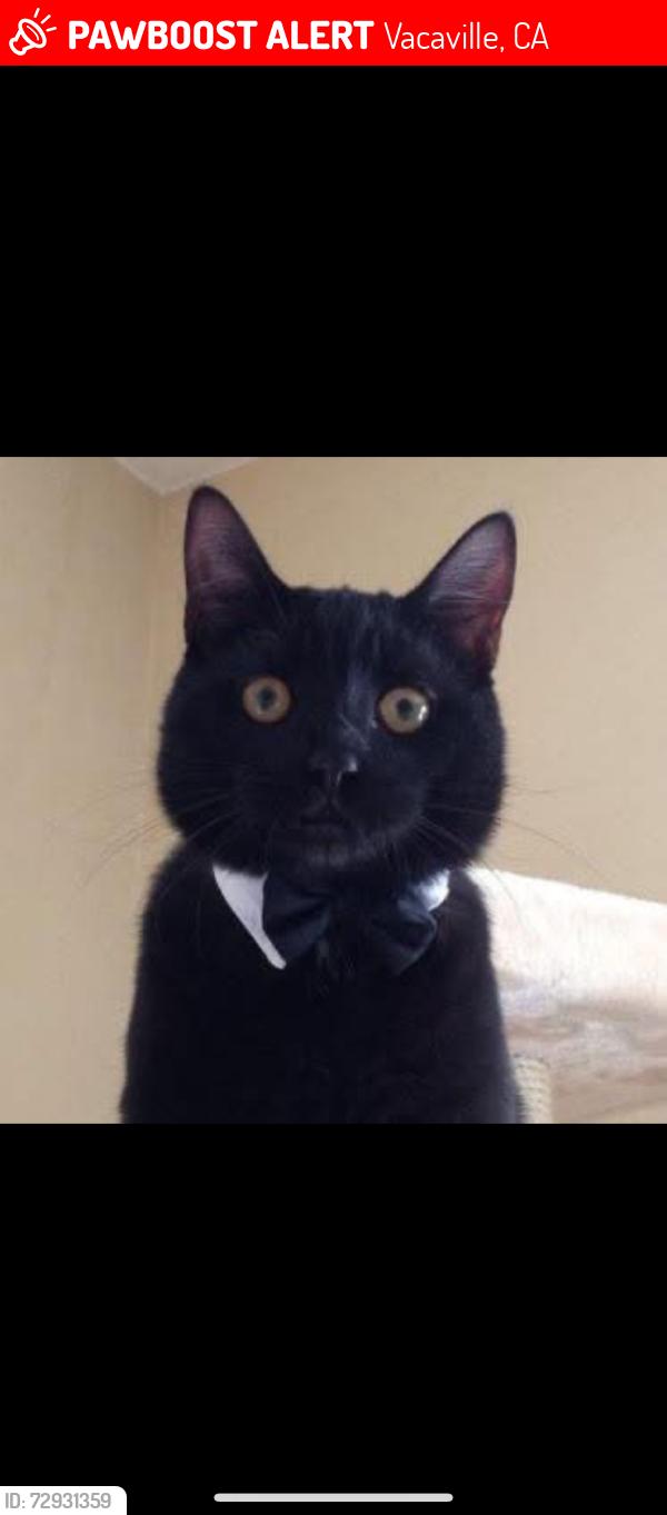 Lost Male Cat last seen Meadowlark and Eagle, Vacaville, CA 95687