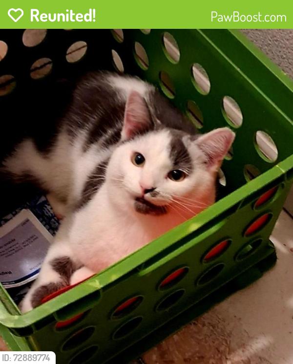 Reunited Male Cat last seen S.Franklin Rd & Edgewood Ave., Indianapolis, IN 46239