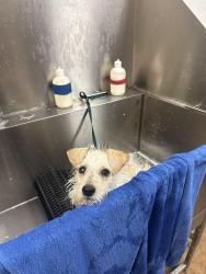 Found/Stray Female Dog last seen Whitby and Wellesley Manor , San Antonio, TX 78240