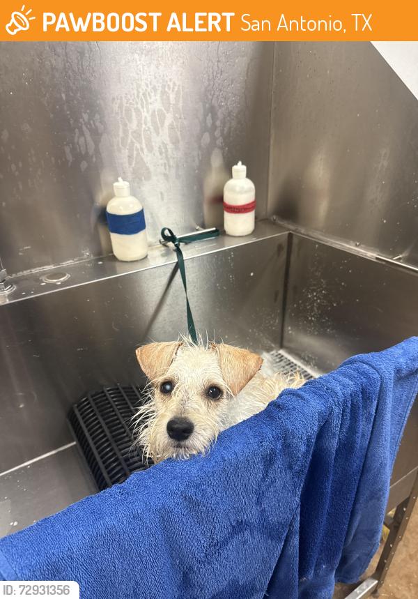 Found/Stray Female Dog last seen Whitby and Wellesley Manor , San Antonio, TX 78240