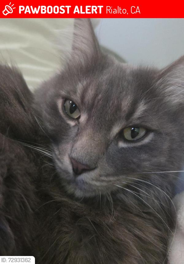 Lost Male Cat last seen Near N riverside Ave, Rialto, CA 92377