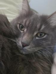 Lost Male Cat last seen Near N riverside Ave, Rialto, CA 92377