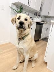 Reunited Male Dog last seen Near S Mobile Way, Aurora, CO 80013, USA, Aurora, CO 80013