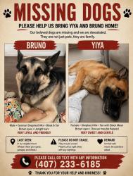 Reunited Male Dog last seen Michigan ests, St. Cloud, FL 34769